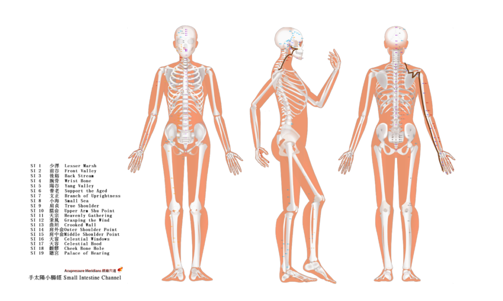 06-SI00 手太陽小腸經