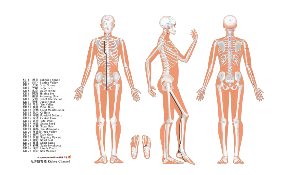 08-KI00 足少陰腎經