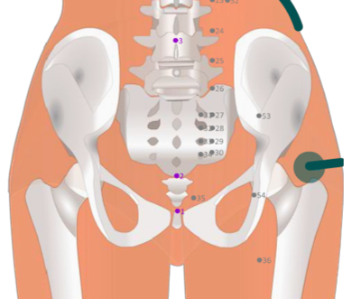 11 Gallbladder Meridian - Sunnyfish Studio