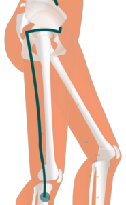 Gb34 Yanglingquan 陽陵泉 Sunnyfish