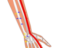 02 LI10 Shou San Li_ Arm Three Miles 手三里穴