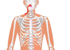 02 LI19 Ko He Liao_Grain Bone Hole 口禾髎穴