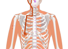 03 ST17 Ruzhong Breast Centre 乳中