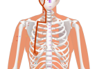 03 ST18 Rugen Breast Root 乳根