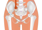 03 ST27 Daju Great Bulge 大巨