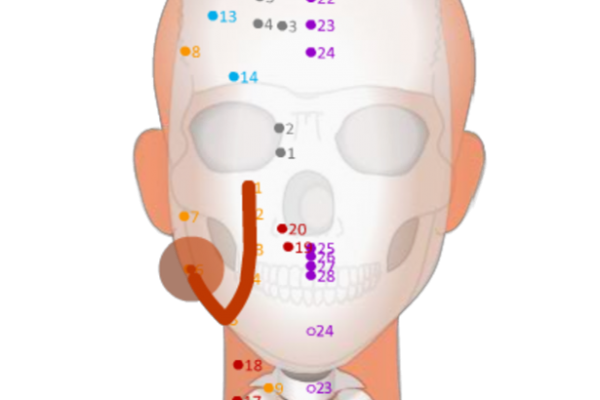 3 Stomach Meridian - Sunnyfish Studio